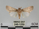 中文名:斜紋夜蛾(248-1259)學名:Spodoptera litura (Fabricius, 1775)(248-1259)