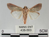 中文名:斜紋夜蛾(438-563)學名:Spodoptera litura (Fabricius, 1775)(438-563)