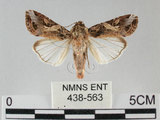 中文名:斜紋夜蛾(438-563)學名:Spodoptera litura (Fabricius, 1775)(438-563)