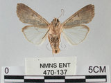 中文名:斜紋夜蛾(470-137)學名:Spodoptera litura (Fabricius, 1775)(470-137)