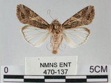 中文名:斜紋夜蛾(470-137)學名:Spodoptera litura (Fabricius, 1775)(470-137)
