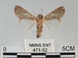 中文名:斜紋夜蛾(471-52)學名:Spodoptera litura (Fabricius, 1775)(471-52)