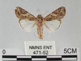 中文名:斜紋夜蛾(471-52)學名:Spodoptera litura (Fabricius, 1775)(471-52)