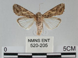 中文名:斜紋夜蛾(520-205)學名:Spodoptera litura (Fabricius, 1775)(520-205)
