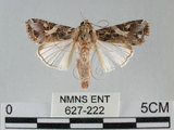 中文名:斜紋夜蛾(627-222)學名:Spodoptera litura (Fabricius, 1775)(627-222)