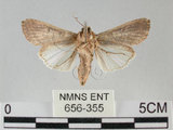 中文名:斜紋夜蛾(656-355)學名:Spodoptera litura (Fabricius, 1775)(656-355)