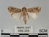 中文名:斜紋夜蛾(656-355)學名:Spodoptera litura (Fabricius, 1775)(656-355)