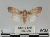 中文名:斜紋夜蛾(656-356)學名:Spodoptera litura (Fabricius, 1775)(656-356)