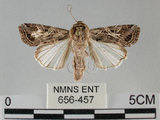 中文名:斜紋夜蛾(656-457)學名:Spodoptera litura (Fabricius, 1775)(656-457)