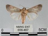 中文名:斜紋夜蛾(656-467)學名:Spodoptera litura (Fabricius, 1775)(656-467)