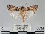 中文名:斜紋夜蛾(656-467)學名:Spodoptera litura (Fabricius, 1775)(656-467)