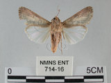 中文名:斜紋夜蛾(714-16)學名:Spodoptera litura (Fabricius, 1775)(714-16)