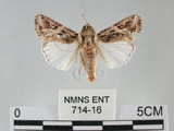 中文名:斜紋夜蛾(714-16)學名:Spodoptera litura (Fabricius, 1775)(714-16)