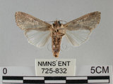 中文名:斜紋夜蛾(725-832)學名:Spodoptera litura (Fabricius, 1775)(725-832)