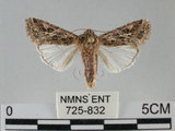 中文名:斜紋夜蛾(725-832)學名:Spodoptera litura (Fabricius, 1775)(725-832)
