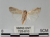 中文名:斜紋夜蛾(725-810)學名:Spodoptera litura (Fabricius, 1775)(725-810)