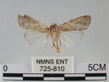 中文名:斜紋夜蛾(725-810)學名:Spodoptera litura (Fabricius, 1775)(725-810)