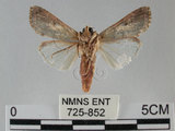 中文名:斜紋夜蛾(725-852)學名:Spodoptera litura (Fabricius, 1775)(725-852)