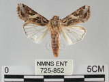 中文名:斜紋夜蛾(725-852)學名:Spodoptera litura (Fabricius, 1775)(725-852)