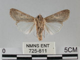 中文名:斜紋夜蛾(725-811)學名:Spodoptera litura (Fabricius, 1775)(725-811)