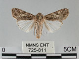中文名:斜紋夜蛾(725-811)學名:Spodoptera litura (Fabricius, 1775)(725-811)