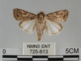 中文名:斜紋夜蛾(725-813)學名:Spodoptera litura (Fabricius, 1775)(725-813)