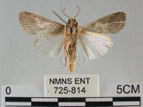 中文名:斜紋夜蛾(725-814)學名:Spodoptera litura (Fabricius, 1775)(725-814)