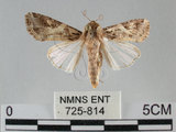 中文名:斜紋夜蛾(725-814)學名:Spodoptera litura (Fabricius, 1775)(725-814)