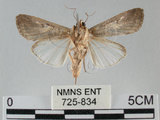 中文名:斜紋夜蛾(725-834)學名:Spodoptera litura (Fabricius, 1775)(725-834)