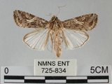 中文名:斜紋夜蛾(725-834)學名:Spodoptera litura (Fabricius, 1775)(725-834)