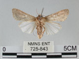 中文名:斜紋夜蛾(725-843)學名:Spodoptera litura (Fabricius, 1775)(725-843)