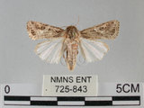 中文名:斜紋夜蛾(725-843)學名:Spodoptera litura (Fabricius, 1775)(725-843)
