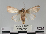 中文名:斜紋夜蛾(725-853)學名:Spodoptera litura (Fabricius, 1775)(725-853)