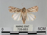 中文名:斜紋夜蛾(725-853)學名:Spodoptera litura (Fabricius, 1775)(725-853)
