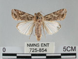 中文名:斜紋夜蛾(725-854)學名:Spodoptera litura (Fabricius, 1775)(725-854)