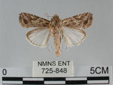 中文名:斜紋夜蛾(725-848)學名:Spodoptera litura (Fabricius, 1775)(725-848)