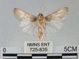 中文名:斜紋夜蛾(725-835)學名:Spodoptera litura (Fabricius, 1775)(725-835)