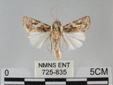 中文名:斜紋夜蛾(725-835)學名:Spodoptera litura (Fabricius, 1775)(725-835)