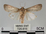 中文名:斜紋夜蛾(725-815)學名:Spodoptera litura (Fabricius, 1775)(725-815)