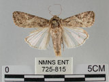 中文名:斜紋夜蛾(725-815)學名:Spodoptera litura (Fabricius, 1775)(725-815)