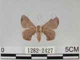 中文名:灰白蠶蛾(1282-2427)學名:Trilocha varians (Walker, 1855) (1282-2427)