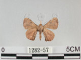 中文名:灰白蠶蛾(1282-57)學名:Trilocha varians (Walker, 1855)(1282-57)