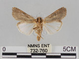 中文名:斜紋夜蛾(732-760)學名:Spodoptera litura (Fabricius, 1775)(732-760)