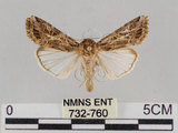 中文名:斜紋夜蛾(732-760)學名:Spodoptera litura (Fabricius, 1775)(732-760)