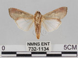 中文名:斜紋夜蛾(732-1134)學名:Spodoptera litura (Fabricius, 1775)(732-1134)