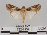 中文名:斜紋夜蛾(732-1134)學名:Spodoptera litura (Fabricius, 1775)(732-1134)