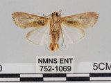 中文名:斜紋夜蛾(752-1069)學名:Spodoptera litura (Fabricius, 1775)(752-1069)