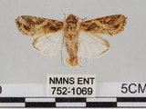 中文名:斜紋夜蛾(752-1069)學名:Spodoptera litura (Fabricius, 1775)(752-1069)