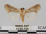 中文名:斜紋夜蛾(1130-725)學名:Spodoptera litura (Fabricius, 1775)(1130-725)