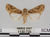 中文名:斜紋夜蛾(1130-725)學名:Spodoptera litura (Fabricius, 1775)(1130-725)